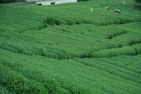 龙井茶园