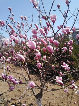 玉兰花树