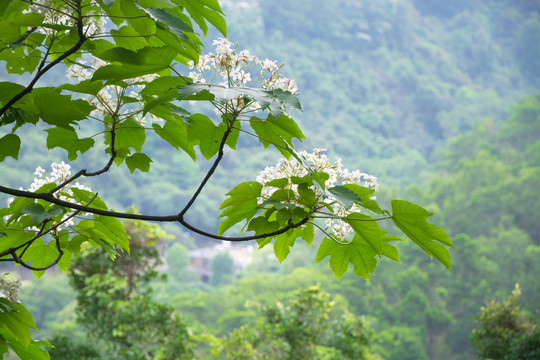 短萼仪花