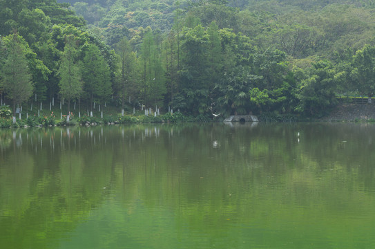 池鹭