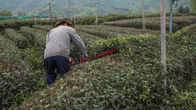 茶园茶树修剪