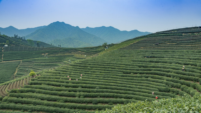 茶叶种植基地