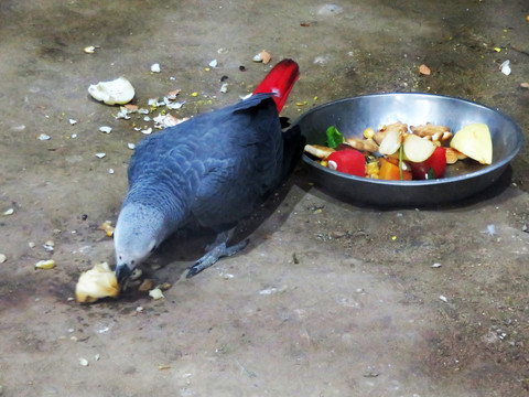 鹦鹉吃食