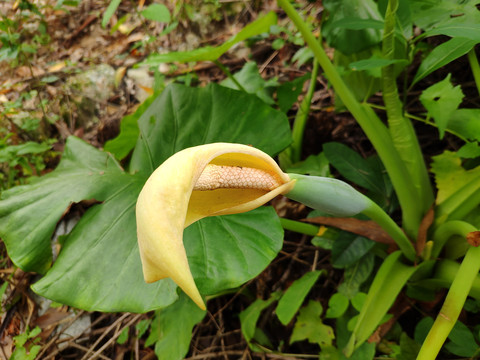 野芋花