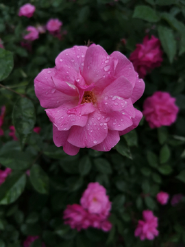 雨后蔷薇花