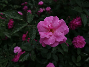 雨后蔷薇花