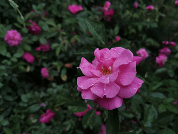 雨后蔷薇花