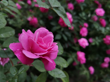 雨后蔷薇花