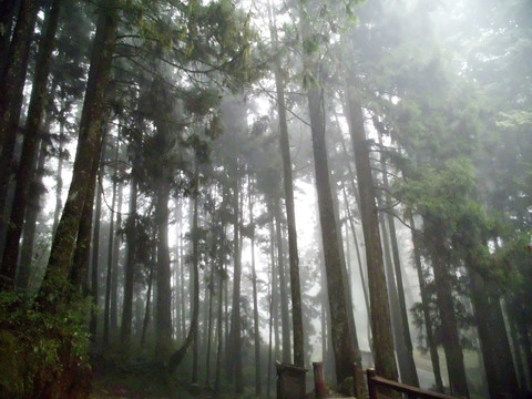 阿里山神木