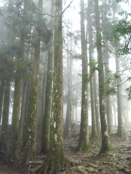 阿里山神木