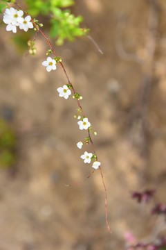 路边野花