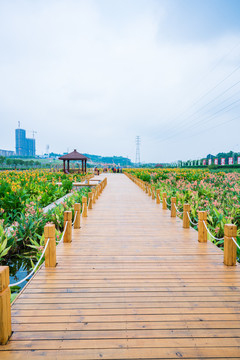 田间小路木板路美人蕉种植苗圃