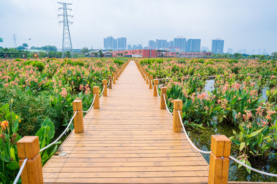 南宁那考河湿地公园木板路