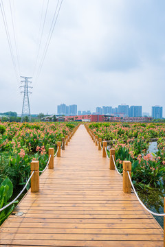 南宁那考河湿地公园木板路