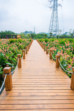 那考河湿地公园木板路美人蕉花海