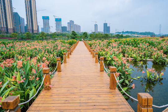 那考河湿地公园木板路美人蕉花海