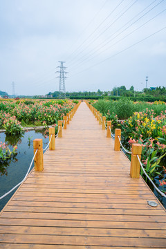 那考河湿地公园木板路美人蕉花海