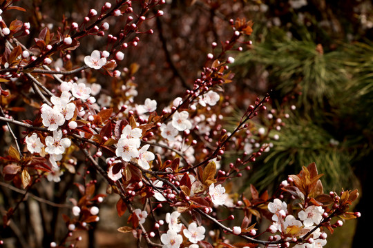 樱花