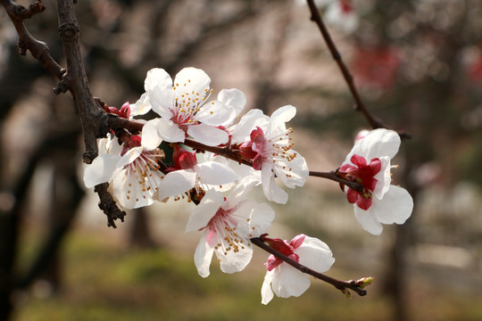 樱花