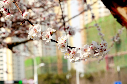 樱花