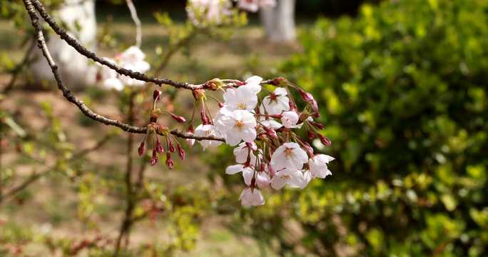 樱花