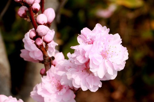 樱花