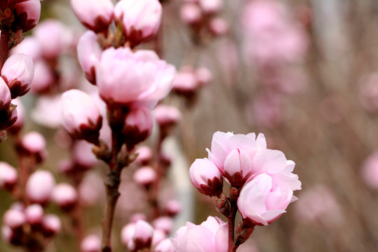 樱花