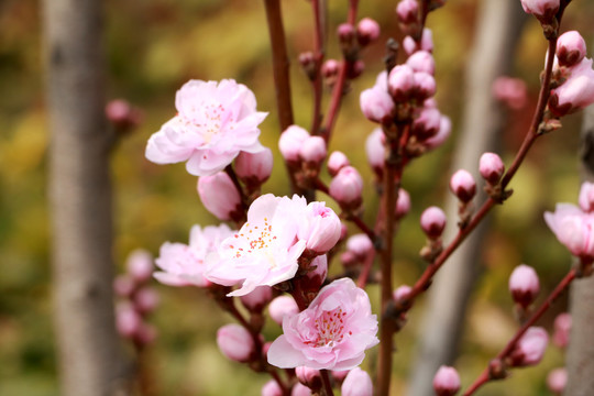 樱花