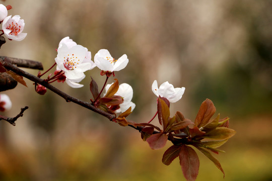 樱花