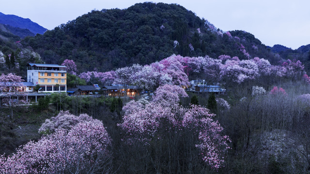 吴家后山辛夷花