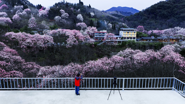 吴家后山辛夷花