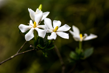 栀子花