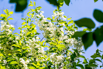 秤锤树花