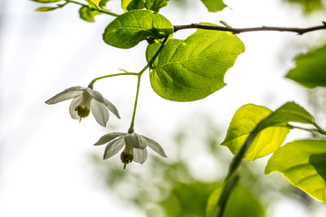 秤锤树花