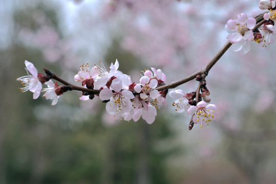 桃花