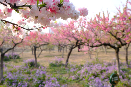 春色桃花