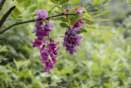 红槐花