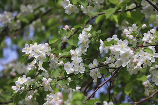 白色海棠花