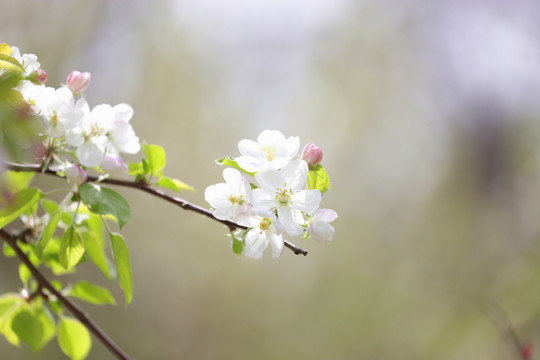 海棠花