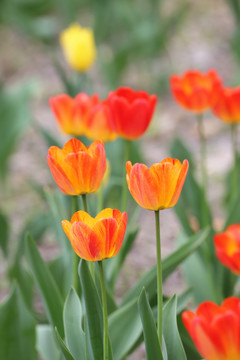 郁金香花丛