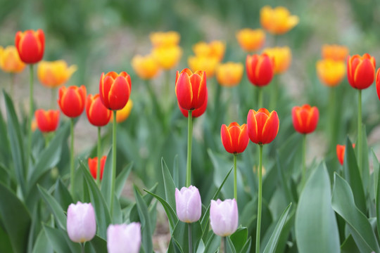 郁金香花丛