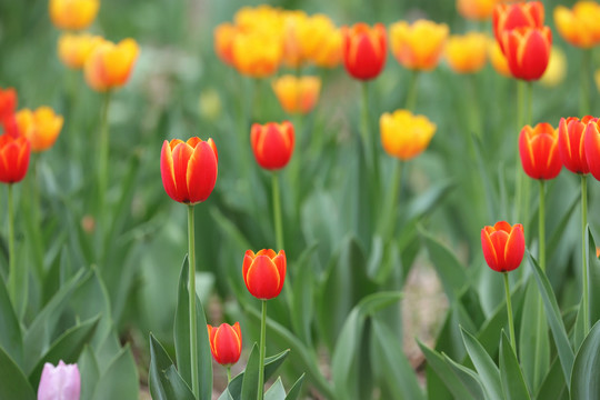 郁金香花丛