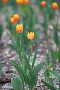 郁金香花园