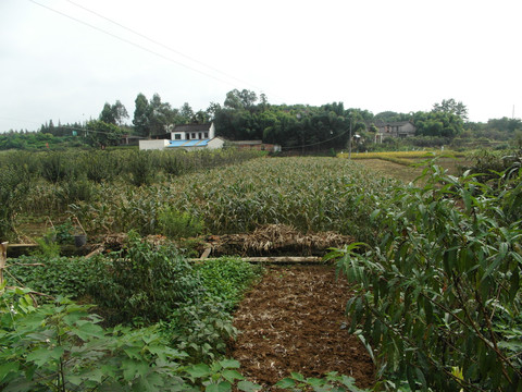 田野