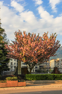 粉色樱花树