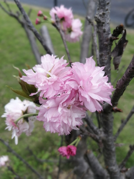 山樱花