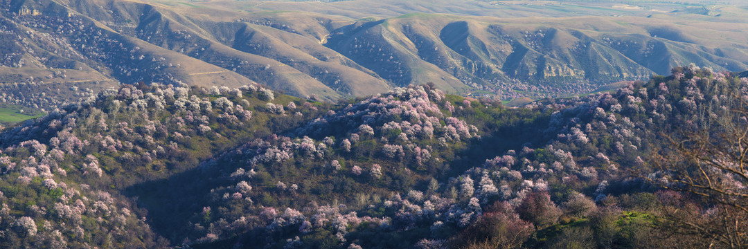 山花