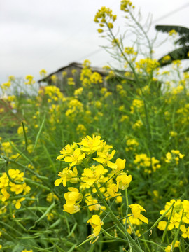 油菜花