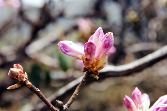 临沧大雪山杜鹃花