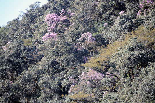 临沧大雪山杜鹃花